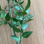 Ruscus hypophyllum Leaf