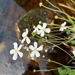 Ranunculus platanifolius Blüte