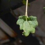 Phacelia parryi Ліст