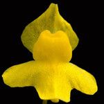 Utricularia subulata Λουλούδι