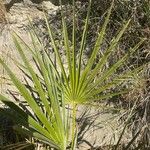 Chamaerops humilis Folha