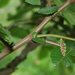 Pometia pinnata Muu