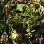 Parsonsia populifolia