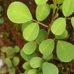 Grona triflora Leaf