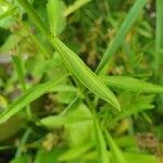 Iberis umbellata Fuelha