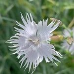 Dianthus plumarius फूल