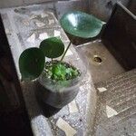 Pilea peperomioidesपत्ता