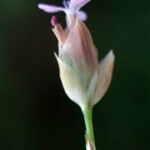Petrorhagia velutina Květ