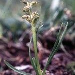 Chamorchis alpina Habitus