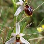 Ophrys arachnitiformis മറ്റ്