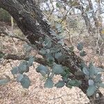 Quercus rotundifolia Bark