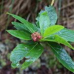 Chamaemespilus alpina Flor