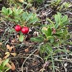 Arctostaphylos uva-ursi Плід