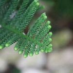 Araucaria scopulorum Leaf