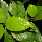 Nectandra umbrosa Leaf