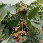 Rubus gratus Frukt