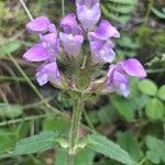 Prunella hastifolia Fula