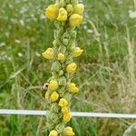 Verbascum densiflorumBlüte