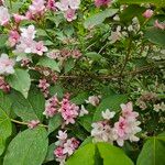 Weigela floridaBlomst