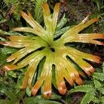 Dipteris conjugata Leaf
