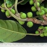 Ficus brevibracteata Fruto
