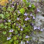 Cymbalaria muralis Flor