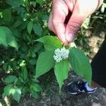 Cornus sericeaList