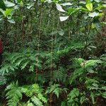 Psychotria densinervia Habit
