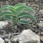 Tradescantia crassifolia Habitus