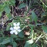 Arabidopsis halleri Květ