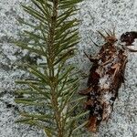 Pseudotsuga menziesii Deilen