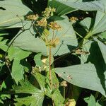 Bupleurum longifolium Fruit