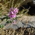 Lythrum salicaria Fiore