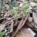 Acanthospermum australe Habit