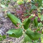 Ceanothus velutinus برگ