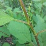 Prunus tomentosa Blatt