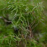 Asparagus racemosus Leaf