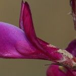 Hedysarum naudinianum Kvet