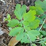 Chelidonium majus Leaf