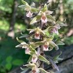 Epipactis purpurata फूल