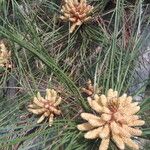 Pinus bungeana Цветок