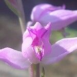 Cephalanthera rubra Кветка