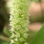 Polystachya polychaete Flower