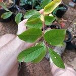 Itea virginica Folha