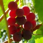 Vitis labrusca Fruchs