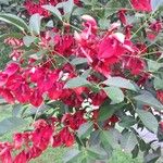 Erythrina crista-galli Flors