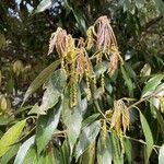 Quercus glauca Floro