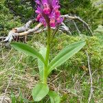 Dactylorhiza sambucina Vivejo