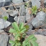 Potentilla reptansЛіст