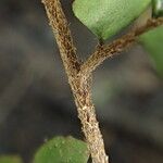 Adiantum vogelii Leaf